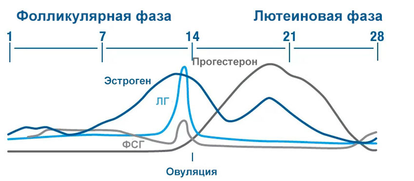 Фазы менструального цикла