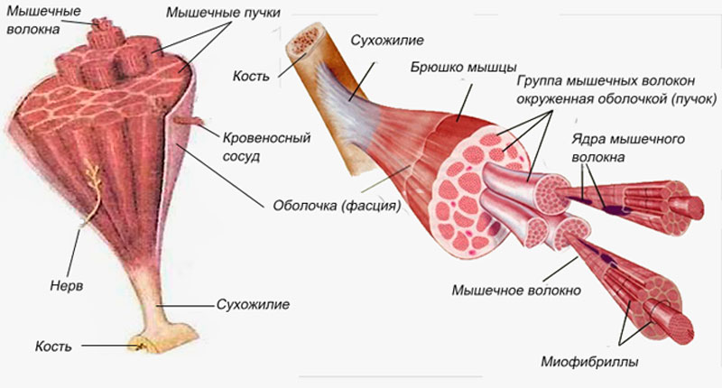 строение мышечного волокна