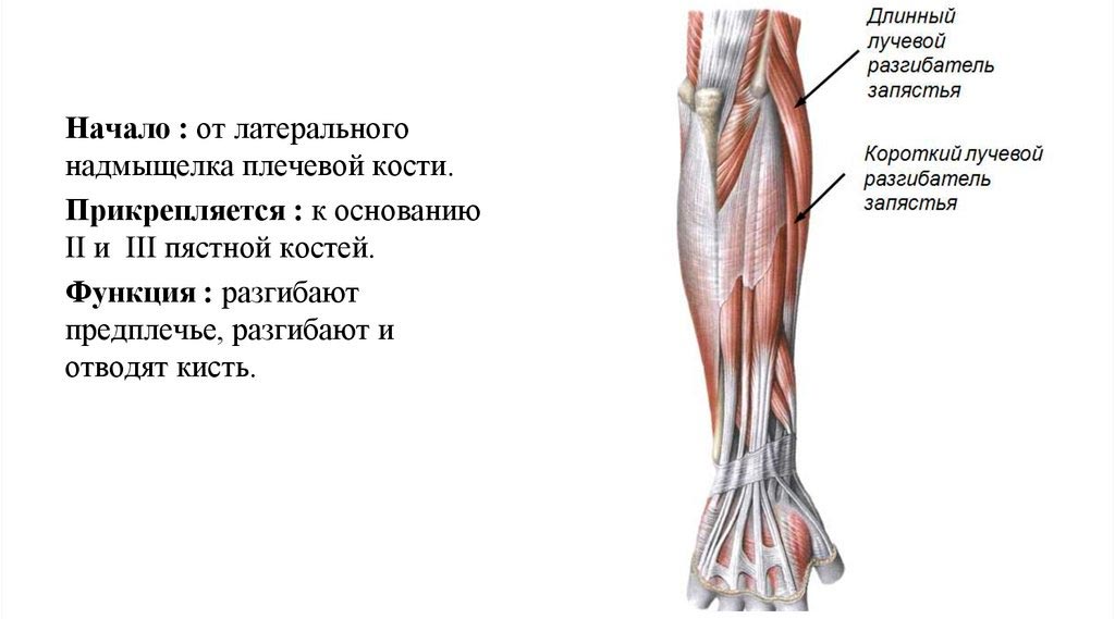 Разгибатель запястья