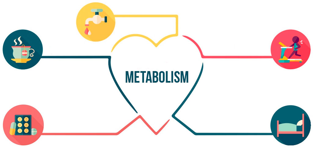 Обмен веществ и здоровье человека