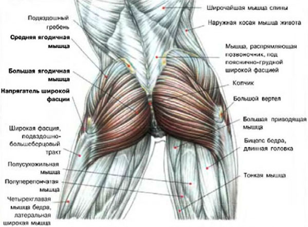 анатомия