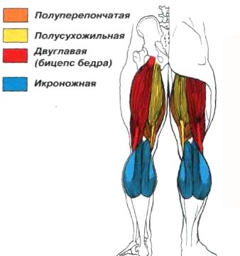 бицепс бедра анатомия