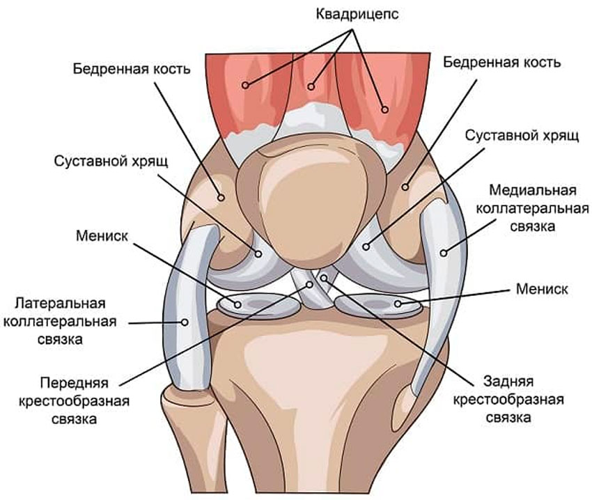 Анатомия коленного сустава