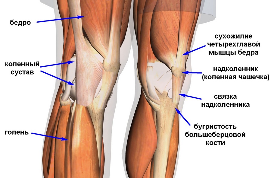 колени анатомия