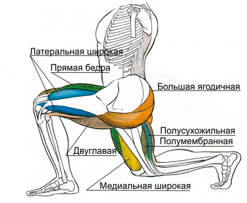 Какие мышцы работают