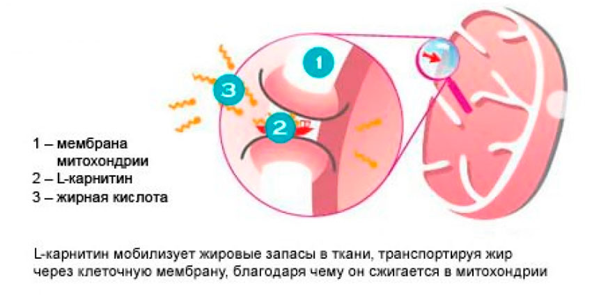 Принцип действия