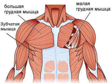 anatomie prsních svalů