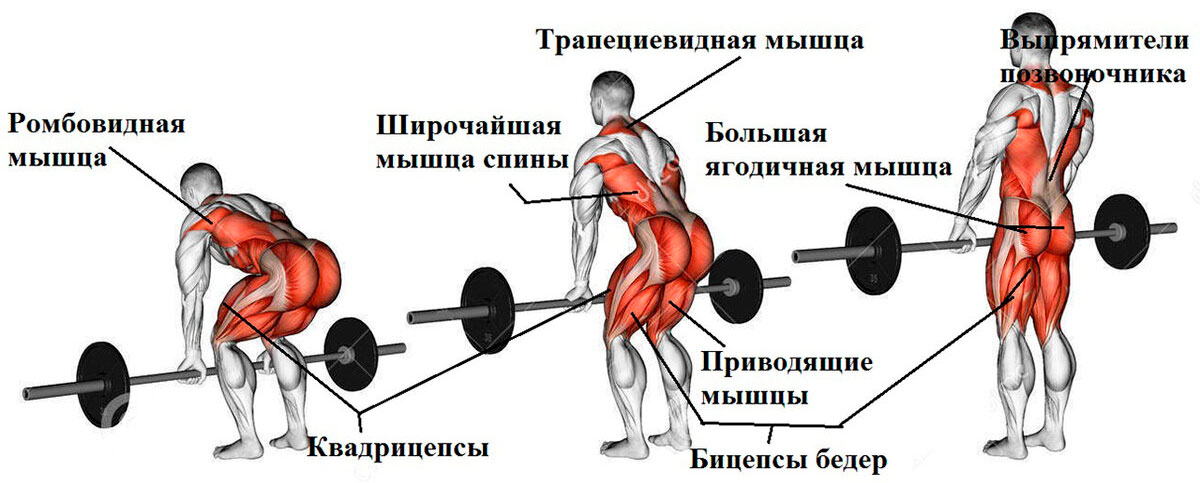 Какие мышцы работают