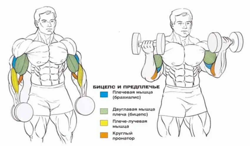 Работающие мышцы