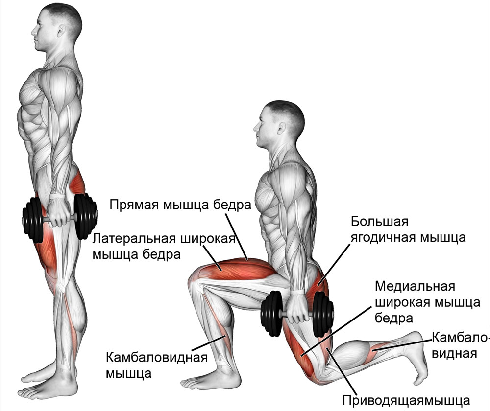 Какие мышцы работают