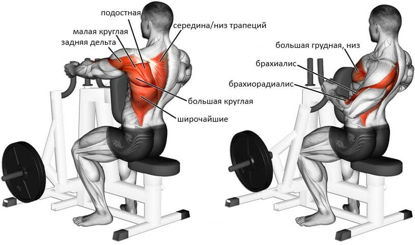 Какие мышцы работают