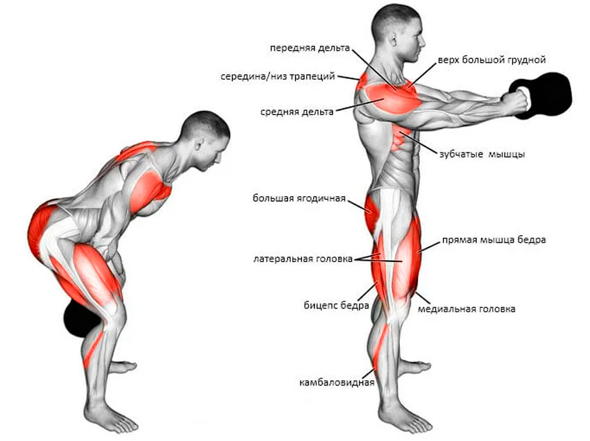 Какие мышцы работают