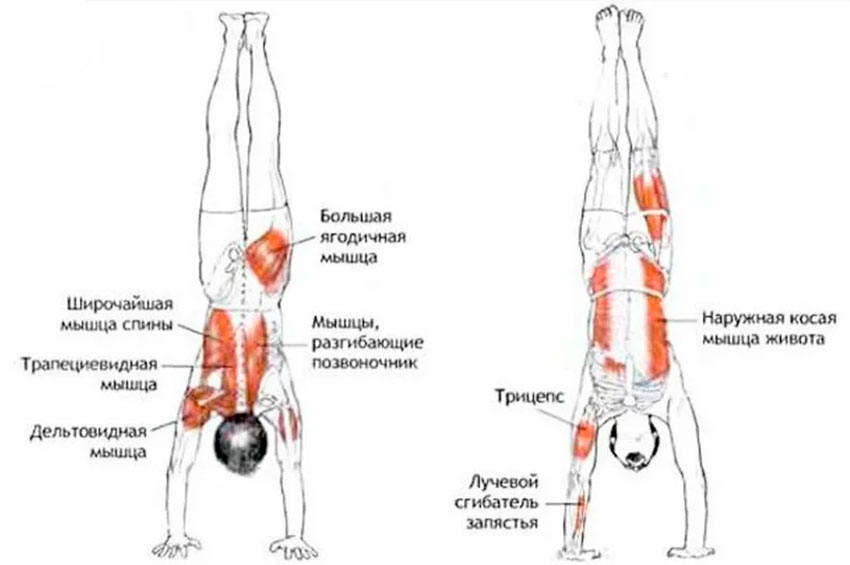 Какие мышцы работают