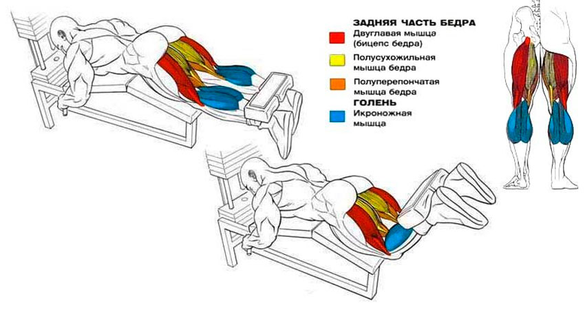 Какие мышцы работают