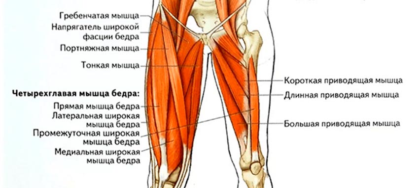 Передняя часть бедра