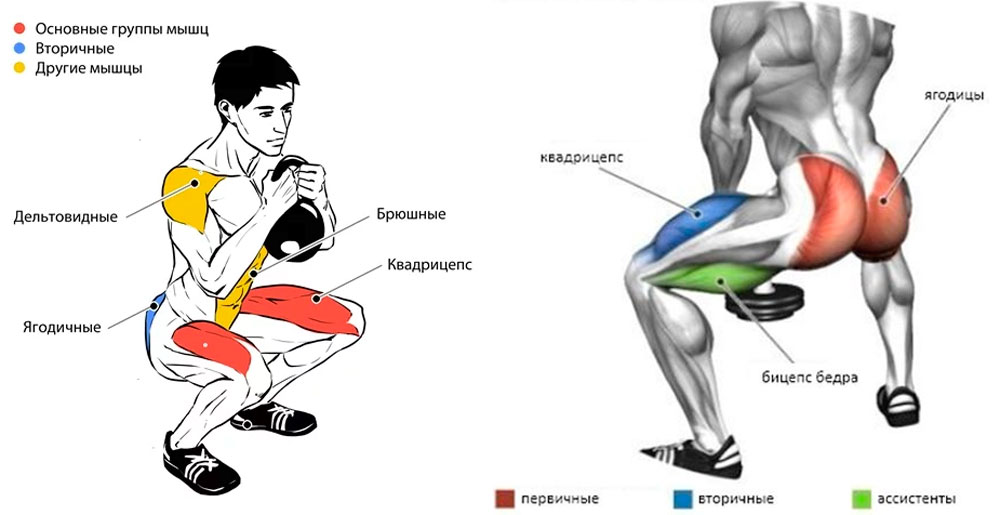 Какие мышцы работают в гоблет-приседе