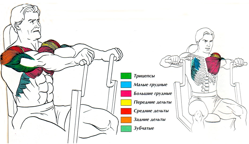 Какие мышцы работают