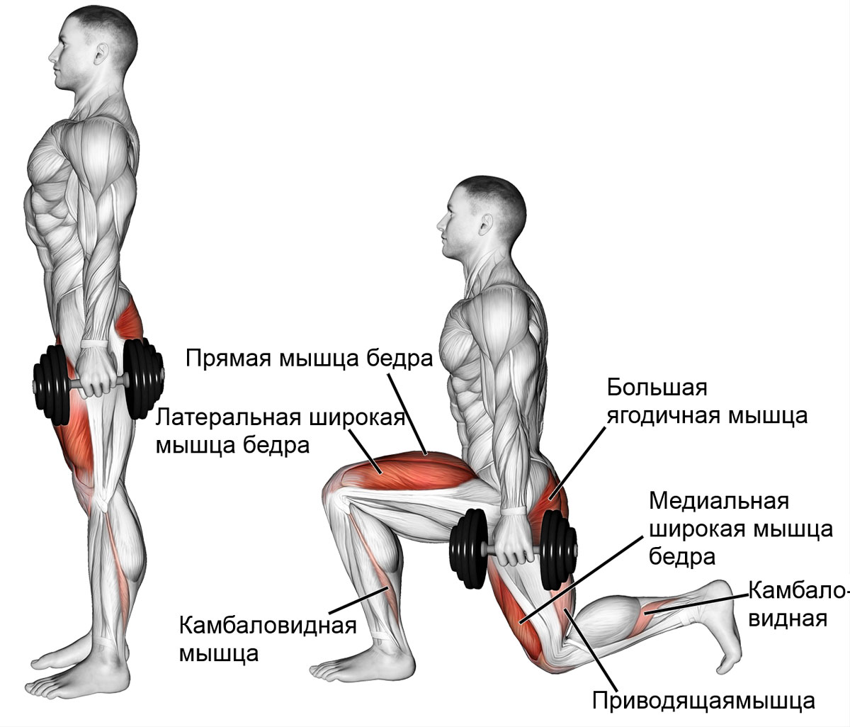 Какие мышцы работают