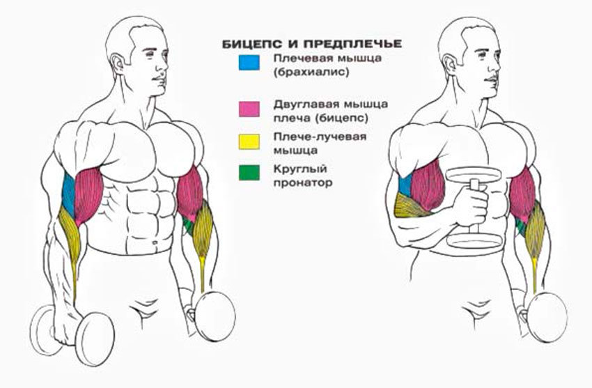 Какие мышцы работают