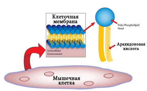 Арахидоновая кислота